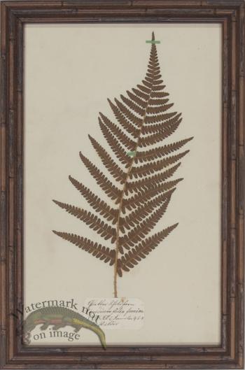 Herbarium BbF 03